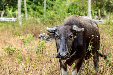 Black water buffalo or carabao
