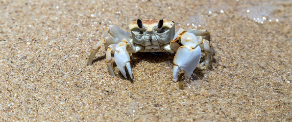 Crab sand beach close up