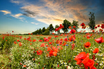 Wildblumenfeld mit Mohn, Kornblumen und Wilder Kamille