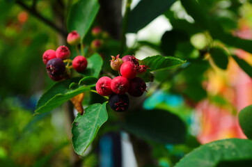 closeup of Berry from the Amelanchier lamarckii, also called juneberry, serviceberry or shadbush, blooming in spring