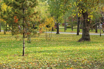 Pine tree in the park in autumn