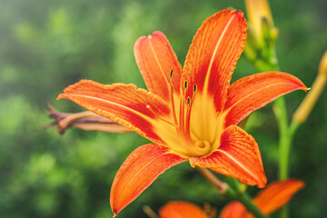 Beautiful pink lily in the nature garden.