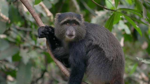 Monkey in a tree in the forest of Lake Manyara, Tanzania.