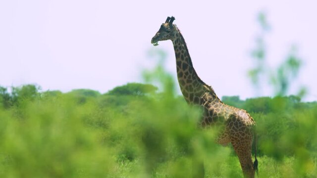 African tickbird oxpecker cleans giraffes teeth in mutual beneficial relationship