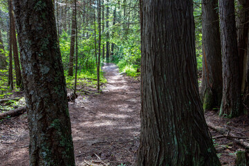 Obraz premium Farragut State Park