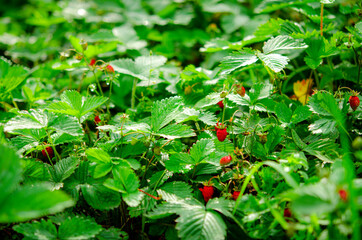 Red ripe forest strawberries grow on a forest clearing