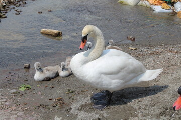 swans on the lake