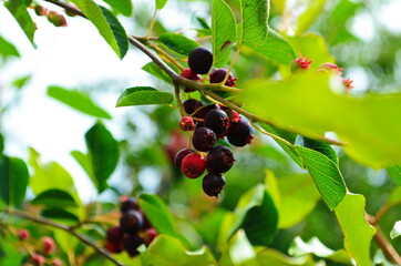 closeup of Berry from the Amelanchier lamarckii, also called juneberry, serviceberry or shadbush, blooming in spring