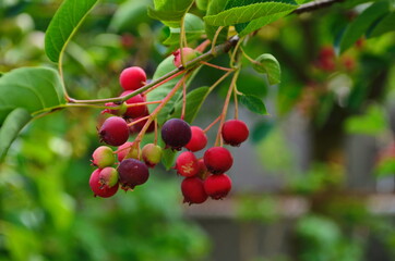 closeup of Berry from the Amelanchier lamarckii, also called juneberry, serviceberry or shadbush, blooming in spring