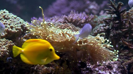 Obraz premium coral fish in aquarium