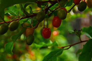 elaeagnus multiflora, colorful fruits, brilliant red