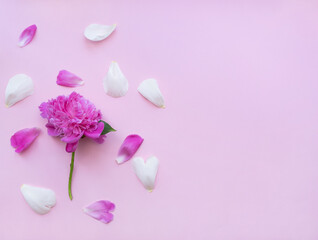 Fototapeta na wymiar ..Pink peony flower on a pink background. White and pink flower petals are scattered. Isolated pink background. Copy space for text or design.