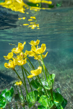 Close up of marsh marigold flowers in lake