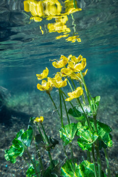 Close up of marsh marigold flowers in lake