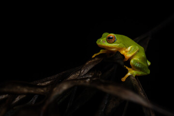 Jayaram's bush frog