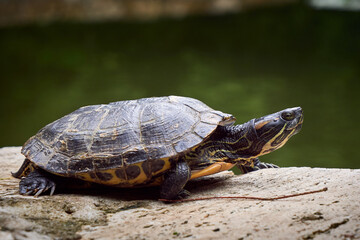 Yellow-bellied slider turtle (Trachemys scripta scripta)
