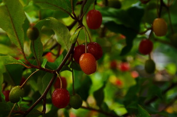 elaeagnus multiflora, colorful fruits, brilliant red