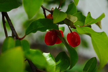 elaeagnus multiflora, colorful fruits, brilliant red