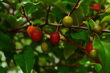 elaeagnus multiflora, colorful fruits, brilliant red