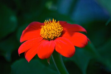 red flower with yellow center