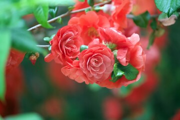 red roses in garden