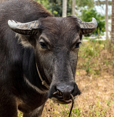 Black water buffalo or carabao