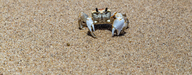 Crab sand beach close up © Emoji Smileys People