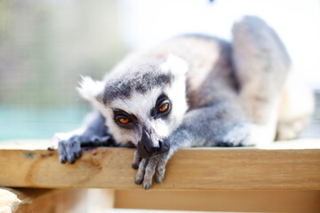 LEMUR