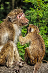 Naklejka na ściany i meble Sri Lanka Toque macaque or Macaca sinica