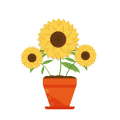 Three yellow sunflower in the flower pot vector illustration, natural flora on a white background.