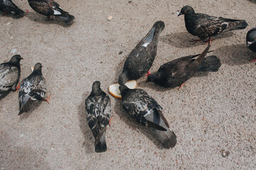 Several hungry pigeons on the street, on the asphalt, fight for a piece of bread and eat different kinds of food. Feeding the birds. Photography, concept.