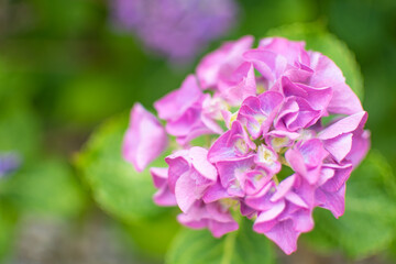 Violett bl&uuml;hende Hortsensien Bl&uuml;te