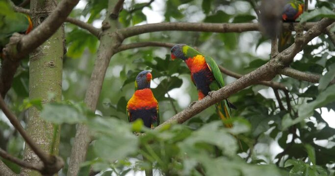 Wild Parrots In Trees in Australia