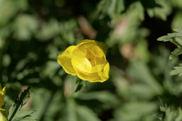 The globeflower Trollius chinensis