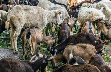 Domestic goats in farm livestock