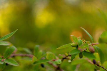 Fototapeta premium Ripening Blue-berried Honeysuckle fruits on blurred greenery background with copy space. Lonicera caerulea.