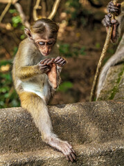 Sri Lanka Toque macaque