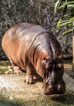 Hippopotamus hippos