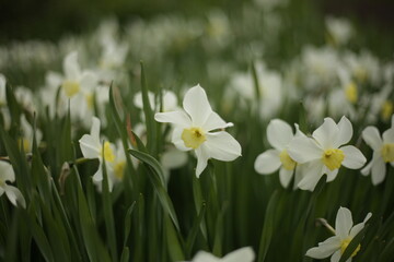 Flower blooms against a background flowers. Nature.