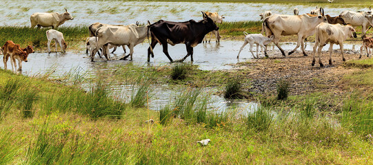India Zebu cows summer rural landscape