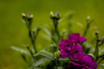 Fototapeta premium Blooming purple carnation flower on blurred floral background. Dianthus caryophyllus.