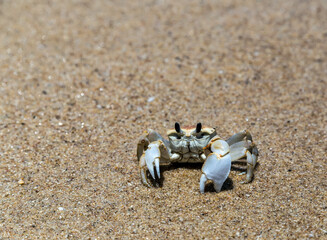 Crab sand beach close up © Emoji Smileys People