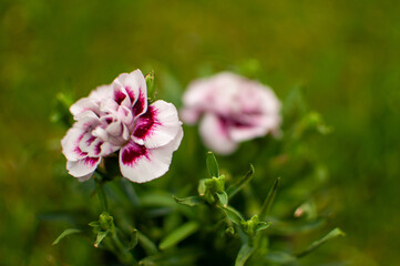 Fototapeta premium Blooming white-purple carnation flowers on blurred grenery background. Dianthus caryophyllus.