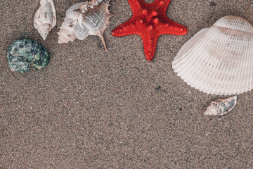 Fototapeta na wymiar Seashells and pearl with starfish on sand