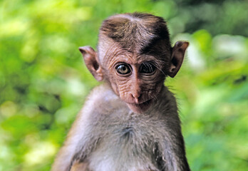 Macaque Monkey in Sri Lankan Park