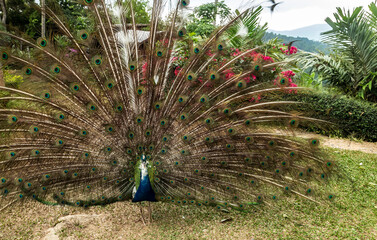 Obraz premium Peacock Fanned Out Feathers