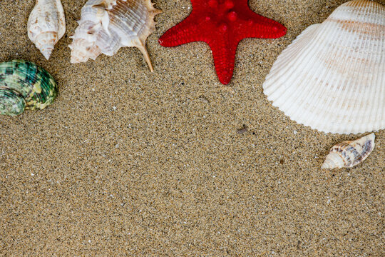 Seashells and pearl with starfish on sand