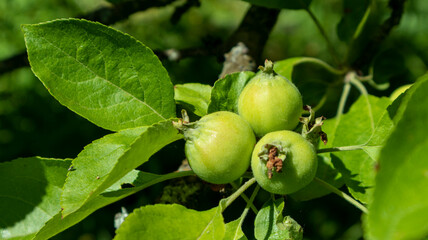 small green apples on a tree branch