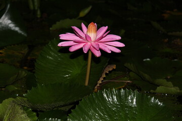 pink water lily