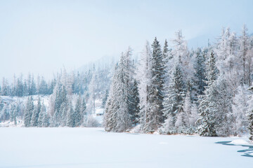 winter forest landscape nature photography December month time snow wall weather noise pollution air scenic view wilderness space without people
